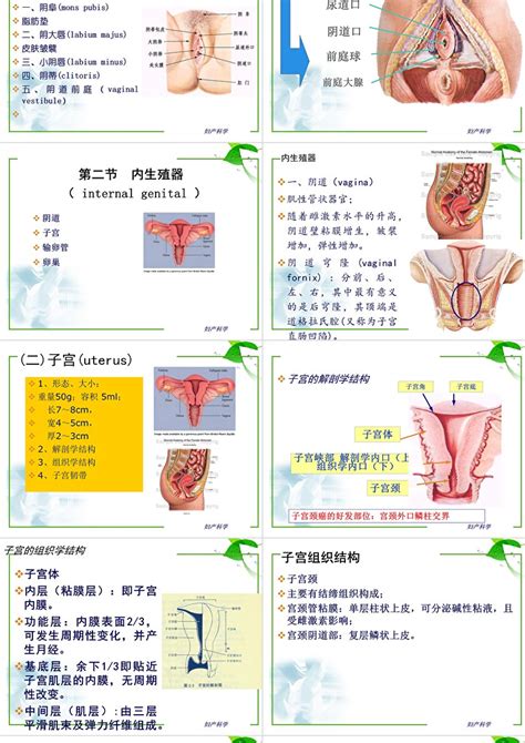 女性生殖器|女性生殖系统概述